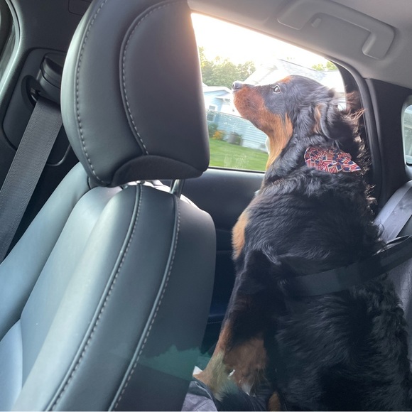 Like & Share to be notified when I go LIVE! I do various types of shows! - Picture 7 of 11